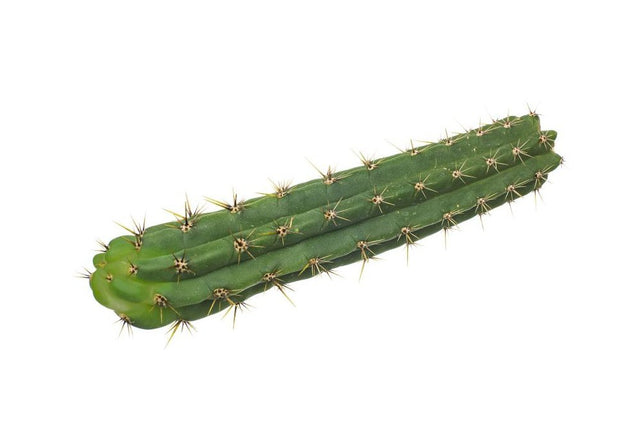 San Pedro Cutting Peruvianus (Trichocereus) 40 - 60 cm