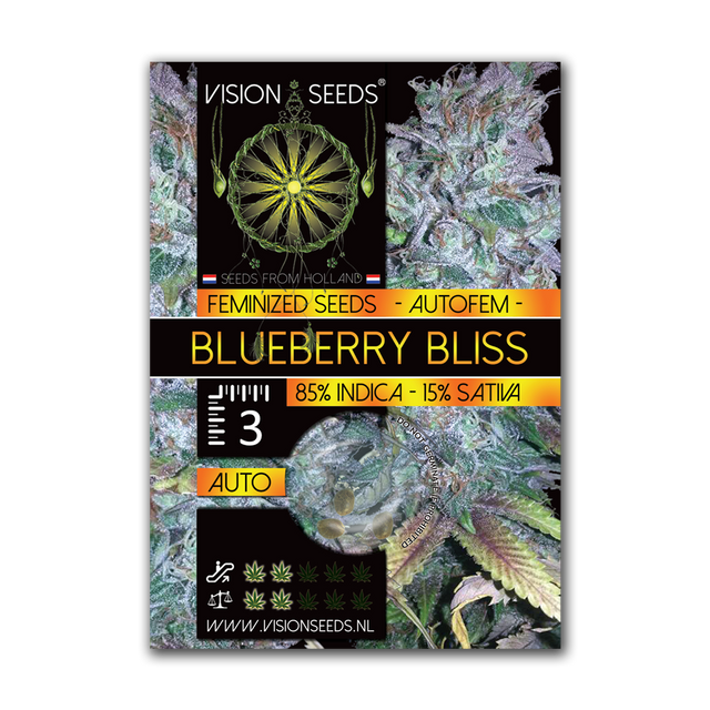 Vision Seeds Blueberry Bliss AUTO