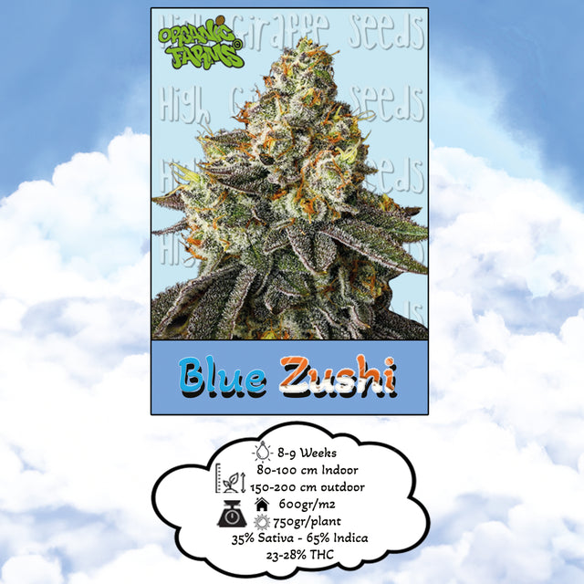 Blue Zushi Organic Farms Fem | 3-5 Seeds