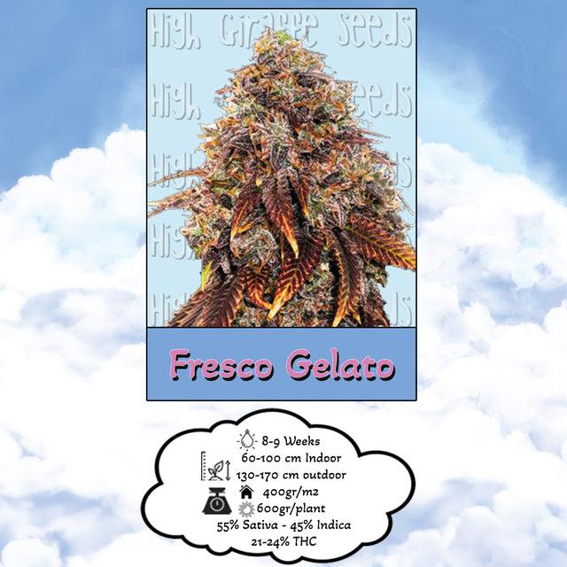 Fresco Gelato Fem | 3-5 Seeds