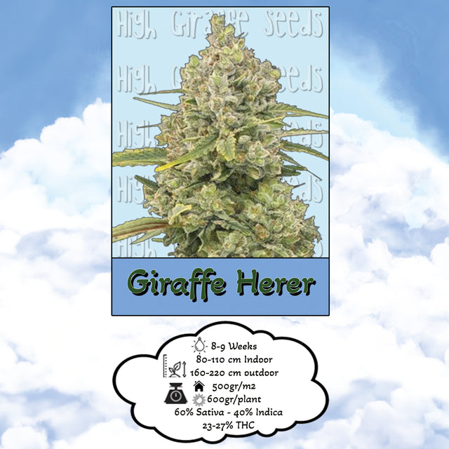 Giraffe Herer Fem | 3-5 Seeds