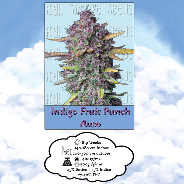 Indigo Fruit Punch - AutoFlower