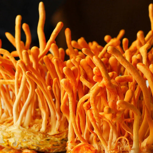 Clearly Cordyceps Extract 500 mg (60 capsules)