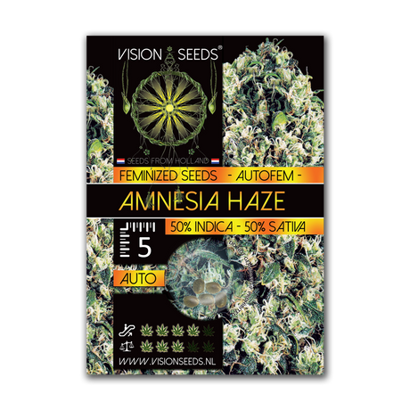 Vision Seeds Amnesia Haze AUTO