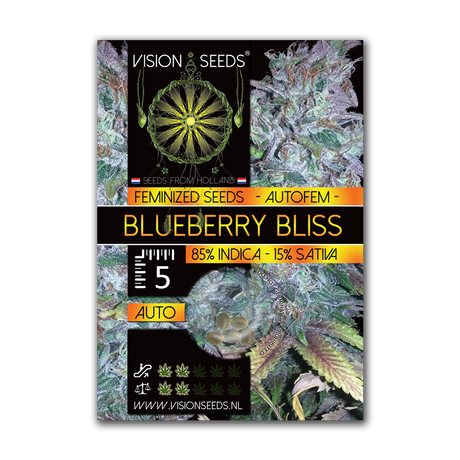 Vision Seeds Blueberry Bliss AUTO