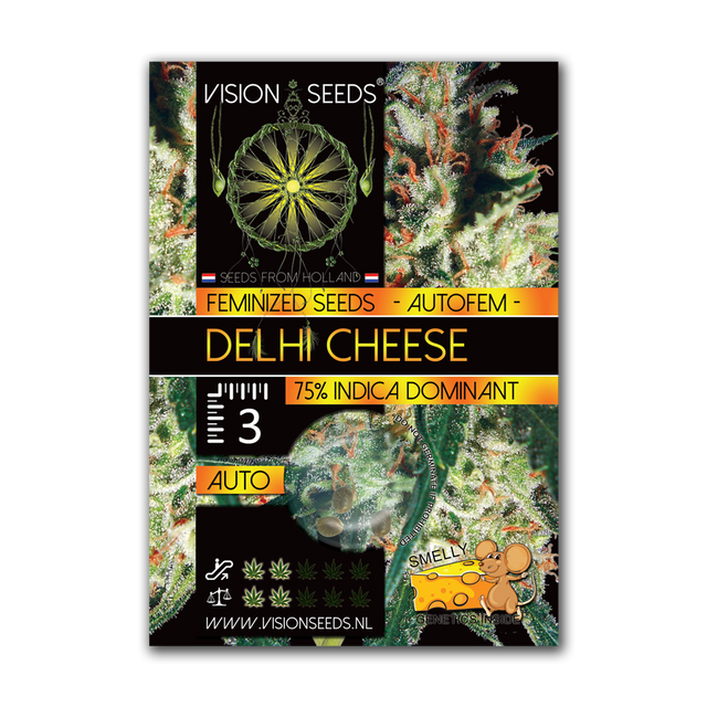 Delhi Cheese AutoFem | Vision Seeds
