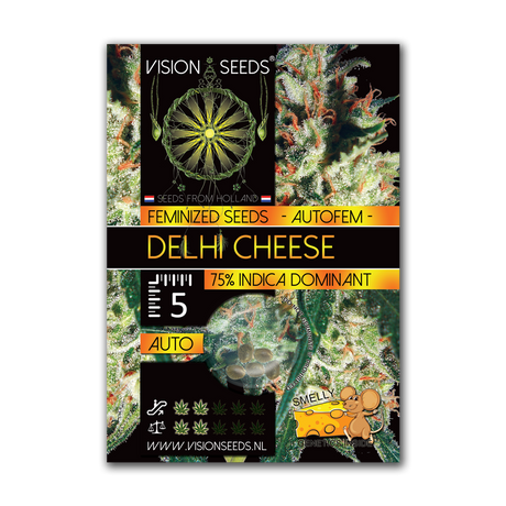 Vision Seeds Delhi Cheese AUTO