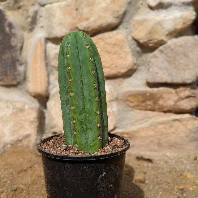 San Pedro Pachanoi % (Trichocereus) In Pot Groot 35 - 50 cm