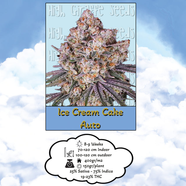Ice Cream Cake - AutoFlower