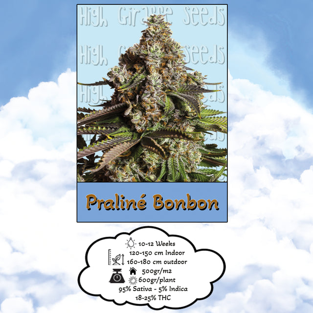 Praline Bonbon - Feminized