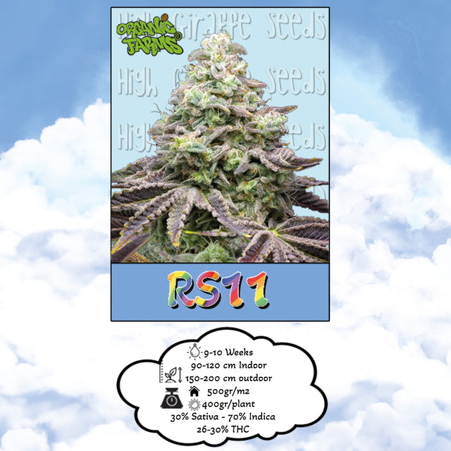 RS11 Organic Farms - Feminized