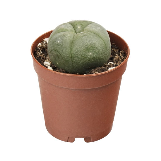 Peyote (Lophophora williamsii) 3 -4 cm (pot)